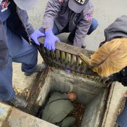Kitten rescued from storm drain
