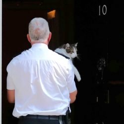 Larry being removed from outside No 10