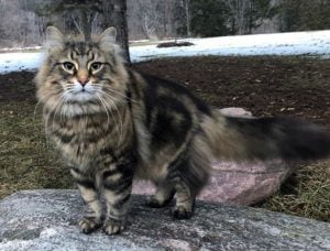 Pet Sematary cat dies