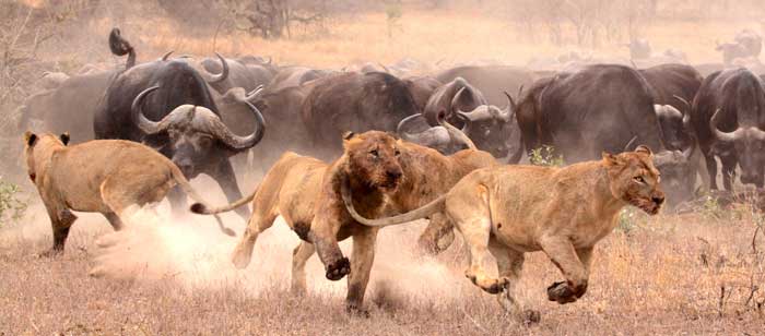 Lionesses hunting buffalo
