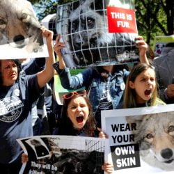 NYC fur ban. Outside City Hall where pro fur protestors vie with anti-fur protestors
