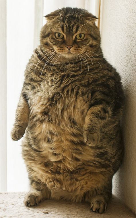 Obese cat in meerkat position