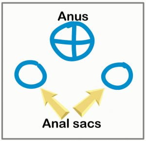 Position of anal sacs