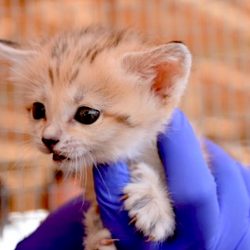 Sand cat kitten