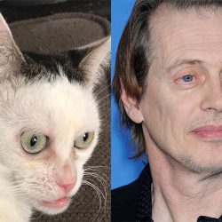 Steve Buscemi Cat