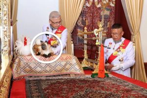 Stuffed Siamese cat used at Thai kings housewarming party