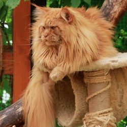 The shaggiest Maine Coon