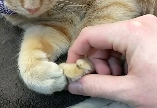 Touching a cat's paws