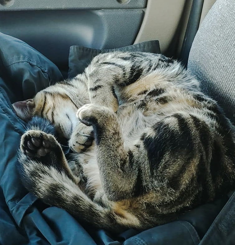 Waylon snoozing in the truck.