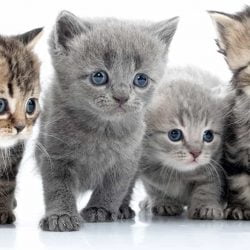 Cat rescue kittens waiting for an adopter