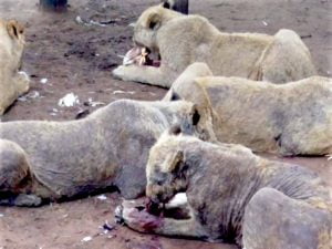 Lions with total mange on John Steinman's farm in SA