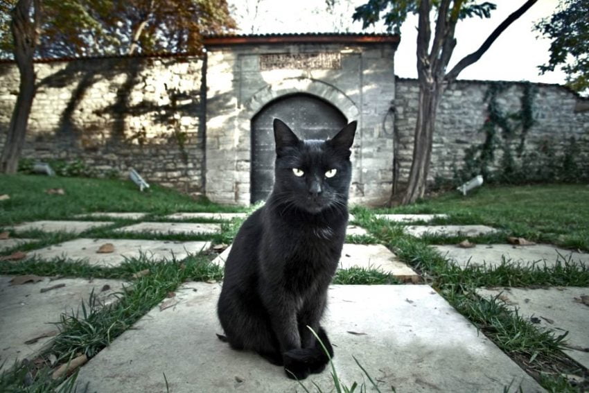 Black cats and bad luck? Or good luck?
