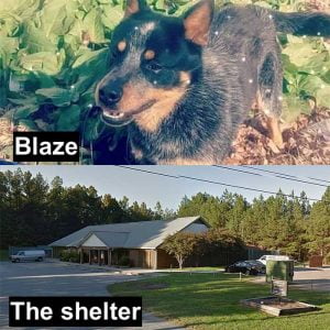 Blaze and the shelter where he was accidentally killed