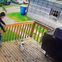 Boy steals cat