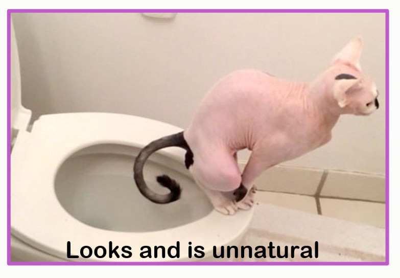 Cat on human toilet