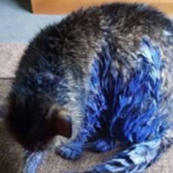 Cat painted blue and traumatised in Inverness, Scotland