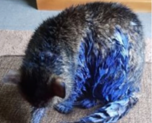 Cat painted blue and traumatised in Inverness, Scotland