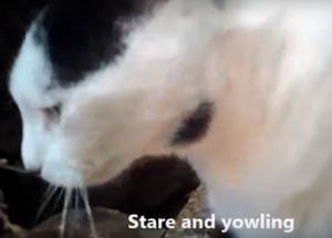 Cat video research