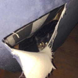 Cat inside sofa