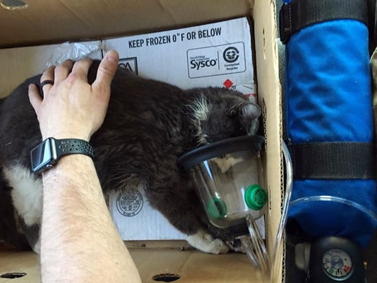 Poor kitty had nowhere to go following a house fire. Then a firefighter