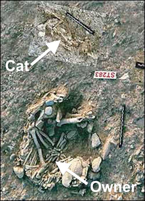 First domestic cat in Cyprus grave