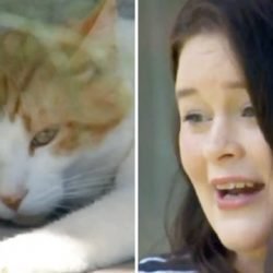 ordinance violation cat