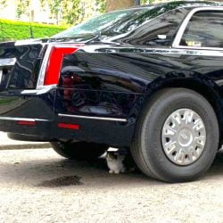 Larry the Cat underneath Pres Trump's car