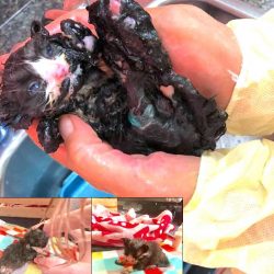 Lucky covered in tar and being cleaned