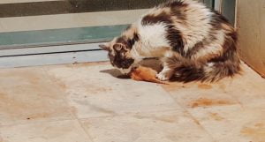 Mother cat eating kitten