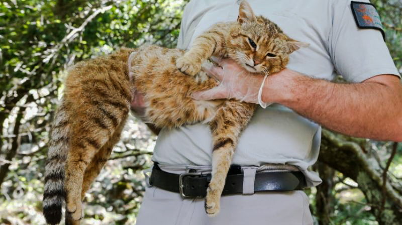 New species of small wild cat roaming around the Corsican mountains? Photo: AFP
