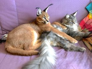 Pet caracal with Maine Coon companion