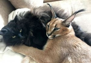 Pet caracal with domestic cat friend