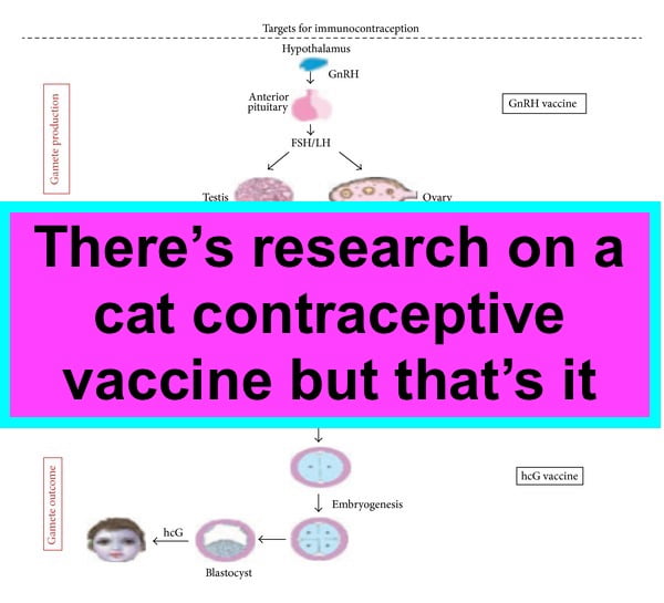Research into a cat contraceptive drug