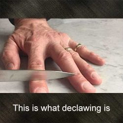 This is what declawing is