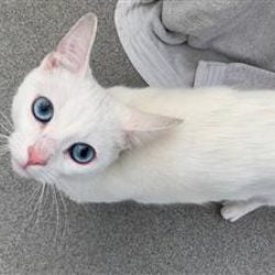 Tilly a rescue cat at Wood Green The Animals Charity
