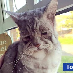 Toby the cat with loose skin