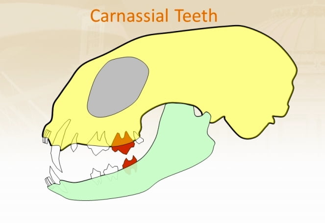 Carnassial teeth
