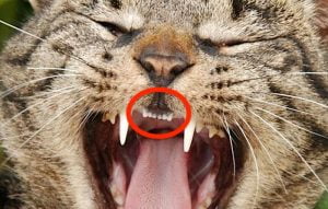 A cat's tiny incisor teeth