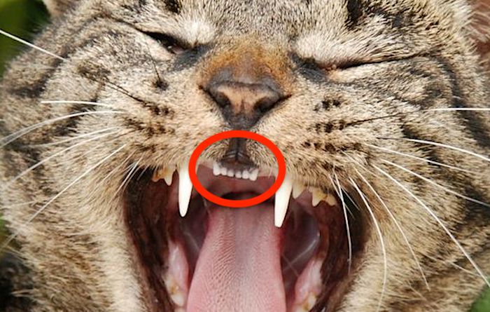 Domestic cat's tiny incisor teeth. Photo in public domain.