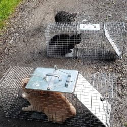 cats in traps