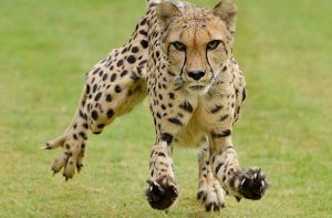 Cheetah claws