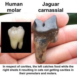 Human molar versus jaguar carnassial