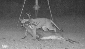 Mountain lion kills buck in Texas