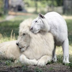 White male lion and white female tiger parents