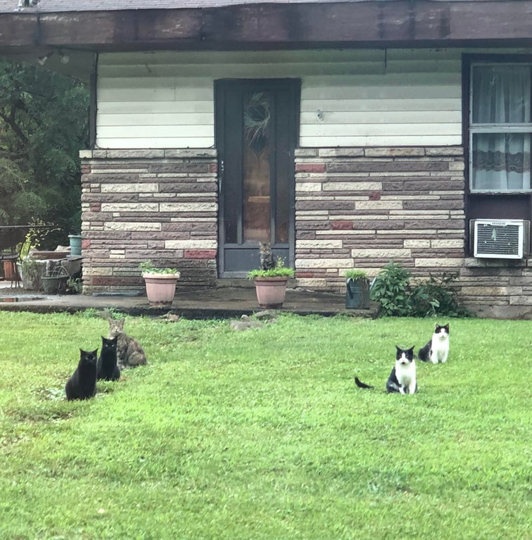 2 of each cat at abandoned house