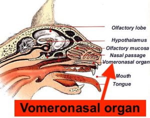 Vomeronasal organ in cats