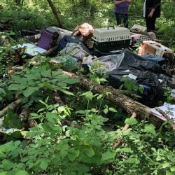 Cats dumped and left to starve in carriers in wood