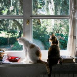 Cats looking out of window might rarely lead to one succumbing to redirected aggression