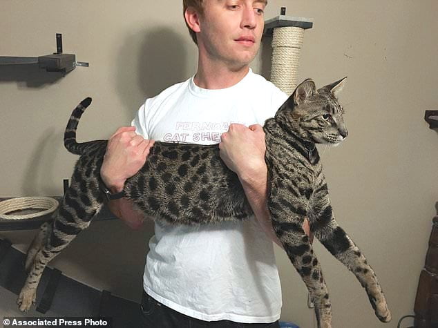 Acturus held by Mr Powers. He as a Savannah cat