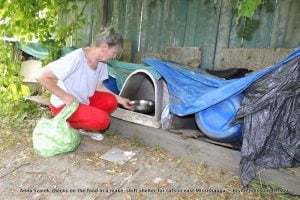 Anna Szarek checks on the food in a make-shift shelter for cats in east Mississauga. - Bryon Johnson/Torstar